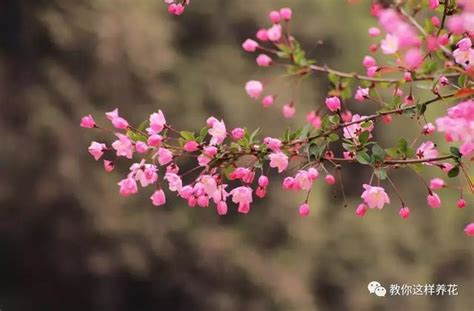 門前種什麼樹最好|門前種5種樹，鎮宅安家最養人，開花結果好運來！